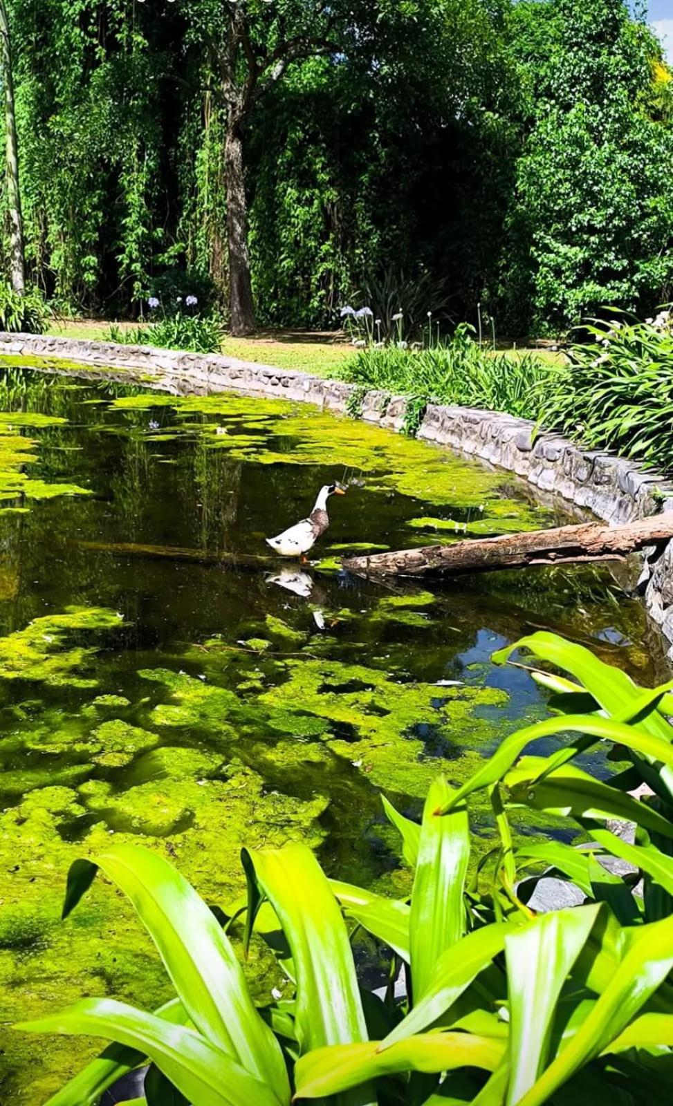 Finca El Milagro La Silleta Екстер'єр фото